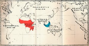 Lemuroidea - II. Mapa, mostrando a distribuição do azul de Tarsiidae e vermelho de Galaginae, 1897 de Unbekannt