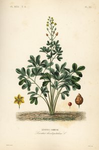 Leontice, Leontice leontopetalum, Leontice commune de Unbekannt
