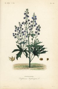 Lice-bane ou stavesacre, Delphinium staphisagria, Staphisaigre de Unbekannt