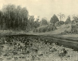 Lily Pond, Jardim Botânico de Brisbane, 1901. de Unbekannt