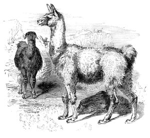 Lamas, c1880 de Unbekannt