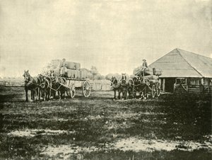 Carregando Lã, Estação Warrawooh, Wimmera, 1901. de Unbekannt