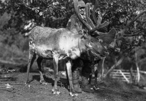 Homem local com uma rena, Lyngen, norte da Noruega, c1920s-c1930s de Unbekannt