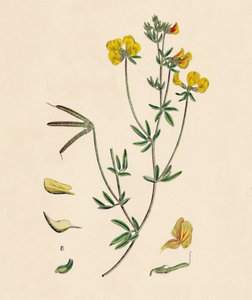 Lotus tenius. Trefoil delgado de pés de pássaros, século XIX de Unbekannt