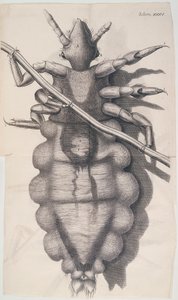 Piolho agarrado a um cabelo humano em Hookes Micrographia, 1665 de Unbekannt