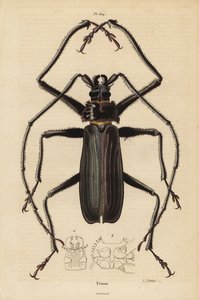 Escaravelho Macrotoma hayesii de Unbekannt