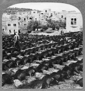 Fazendo garrafas de vinho, Hebron, c1900 de Unbekannt