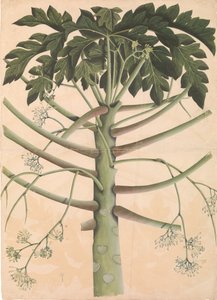 Mamão macho, ca. 1790-1800. de Unbekannt