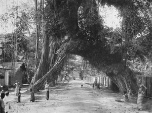 Pitoresca figueira velha Ficus indica na rua Clombo-Galle, perto de Kalutara, 1926 de Unbekannt