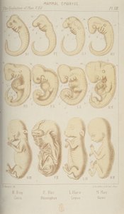Embriões de mamíferos, 1905 de Unbekannt
