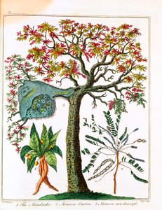 Mandrágora, Planta Sensível e Acácia, c1795 de Unbekannt
