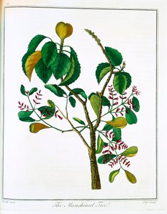 Árvore Manicheel Hippomane mancinella ou goiaba venenosa, c1795 de Unbekannt
