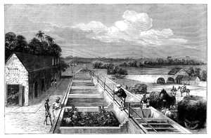 Indigo de fabricação em Tirhoot Muzaffarpur, Lower Bengal, 1869 de Unbekannt