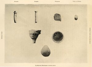 Marine Organisms, Ampliação 1 12, c1908, 1909. de Unbekannt