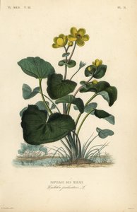 Calêndula ou kingcup, Caltha palustris, Populage des marais de Unbekannt