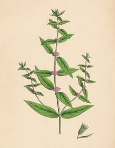 Mentha gracilis, var. genuina. Menta Delgada, Século XIX de Unbekannt