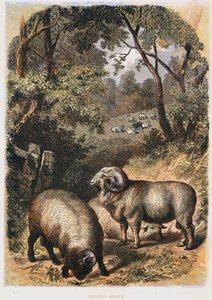 Ovelha Merino, c1860 de Unbekannt