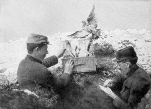 Pombos-correio sendo liberados na linha de frente, Primeira Guerra Mundial, 1915 de Unbekannt