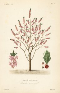 Mezereon ou spurge laurel, Daphne mezereum, Daphne bois-gentil de Unbekannt