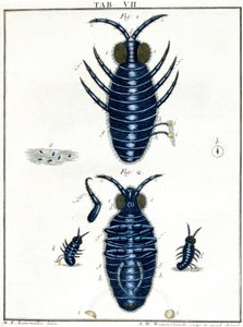 Microscopia de Unbekannt