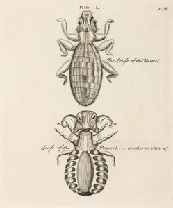 Microscopia de Unbekannt