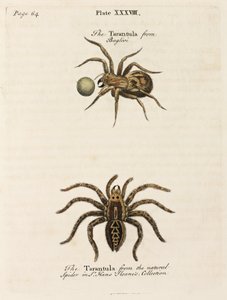 Microscopia de Unbekannt