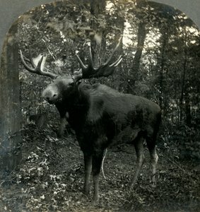 Pesquisa Monarca de Tudo o que eu, 1899. de Unbekannt