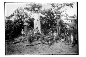 Monkeys, c.1910 (foto a p/b) de Unbekannt