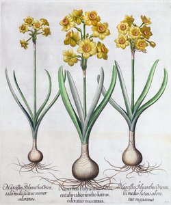 Narciso, 1613 de Unbekannt
