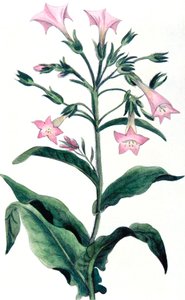 Nicotiana tabacum - tabaco, 1823 de Unbekannt