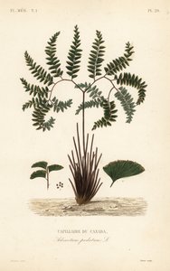 Samambaia do Norte ou samambaia de cinco dedos, Adiantum pedatum, Capillaire du Canada de Unbekannt