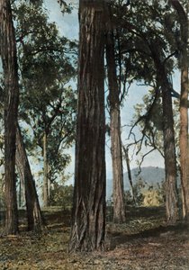 Nova Guiné. Le Bois De Fer, Papua-Nova Guiné - Árvores Ironwood, 1900. de Unbekannt