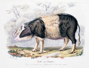 Raça inglesa antiga de porco, 1842 de Unbekannt