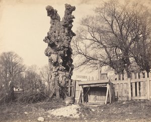 Old Tree perto de Chatham, década de 1850. de Unbekannt