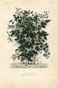 A barba do homem e a alegria do viajante, Clematis vitalba, Clematite des haies de Unbekannt