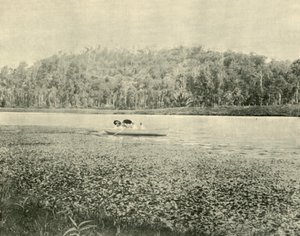 No lago Enoggera, 1901. de Unbekannt