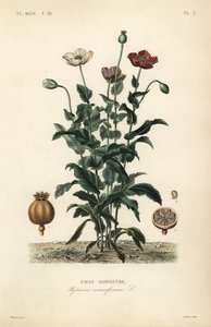 Papoila opiácea, Papaver somniferum, Pavot somnifere de Unbekannt
