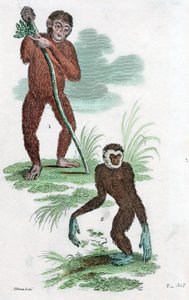 Orang Utang e Gibbon, 1822 de Unbekannt