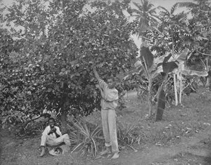 Colheita de laranja na Jamaica, século XIX de Unbekannt