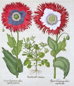 Papoilas ornamentais, 1613 de Unbekannt