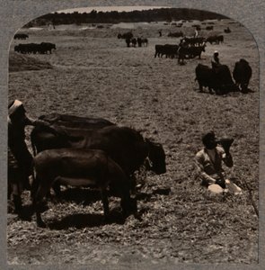 Bois que pisam o milho, c1900 de Unbekannt