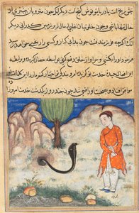 Página de Contos de um papagaio Tuti-nama: Trigésima sétima noite: O príncipe ..., c. 1560 de Unbekannt