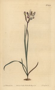 Ixia florida pintada, Ixia fucata de Unbekannt
