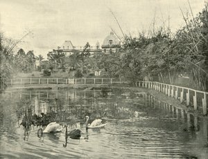Lagoa do papiro, jardins botânicos de Brisbane, 1901. de Unbekannt