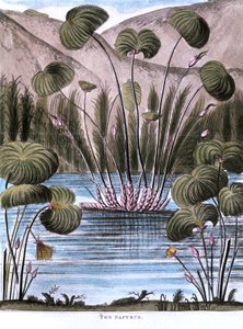 Papiro de junco Cyperus papyrus, 1823 de Unbekannt