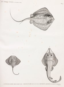 Pastenague Lymme de Unbekannt