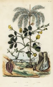 Amendoim ou amendoim, Arachis hypogaea 1, palmeira areca catechu 2, e molusco bivalve Arca semi-torta, Trisidos semitorta 3 de Unbekannt