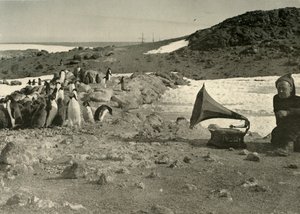 Pinguins ouvindo gramofone durante o verão de 1908, 1909 de Unbekannt