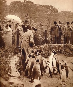 Pinguins em desfile pelo rei, 1934 1935 de Unbekannt