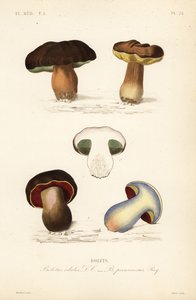 Pão de centavo ou cogumelo porcini, Boletus edulis, e o boleto de escória, Suillellus luridus, Boletus perniciosus de Unbekannt
